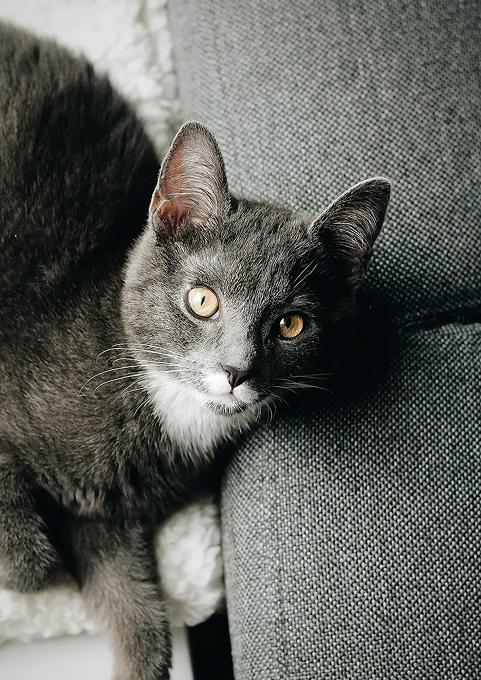 Litters engineered to better care for cats and their kingdoms.