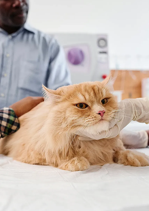 To better support cats we choose to support you.