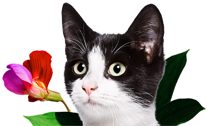 cat-w-flower.png