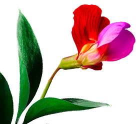flower-contact-us.png